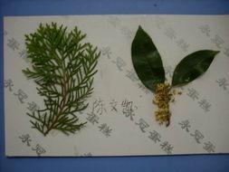 植物标本制作视频,从采集到保存的完整教程