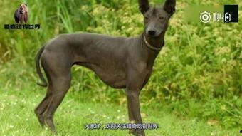 无毛狗交配视频,揭秘神秘繁殖过程