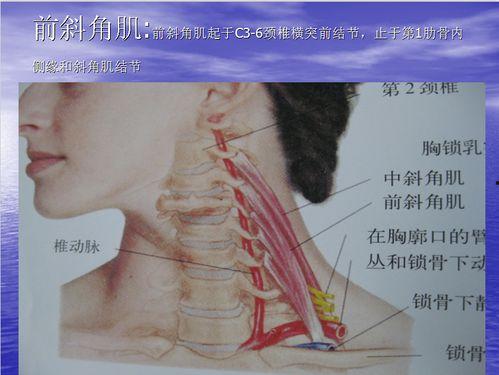 局部解剖视频,深入浅出的人体奥秘