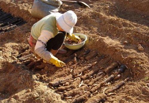 种天麻的技术视频