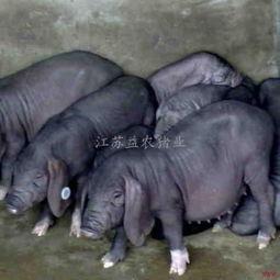 太湖母猪视频,探寻我国优良猪种的魅力与养殖之道