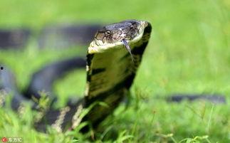 蜜罐吃蛇的视频,蛇口夺食的惊险一幕