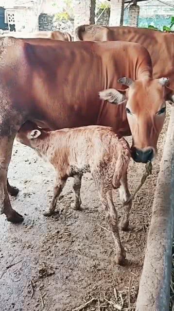 小牛吃奶视频,母爱如歌，萌态可掬