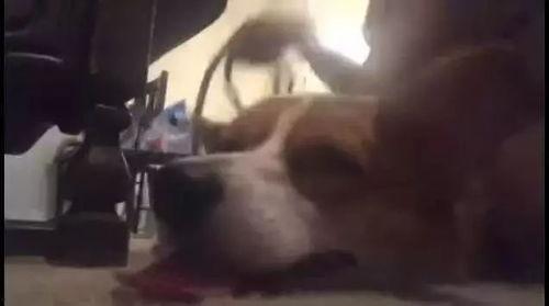 取鞭视频,一场视觉与知识的盛宴