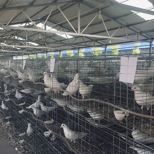 大棚散养鸽子视频,探索生态养殖新模式