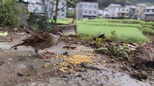 养鸟视频大全,养鸟视频大全带你领略鸟类魅力