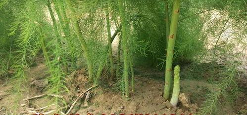 芦笋的视频,芦笋种植与收获全过程揭秘