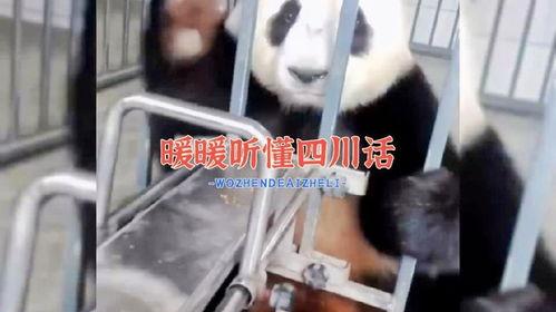 大熊猫暖暖视频,萌态可掬的温馨瞬间